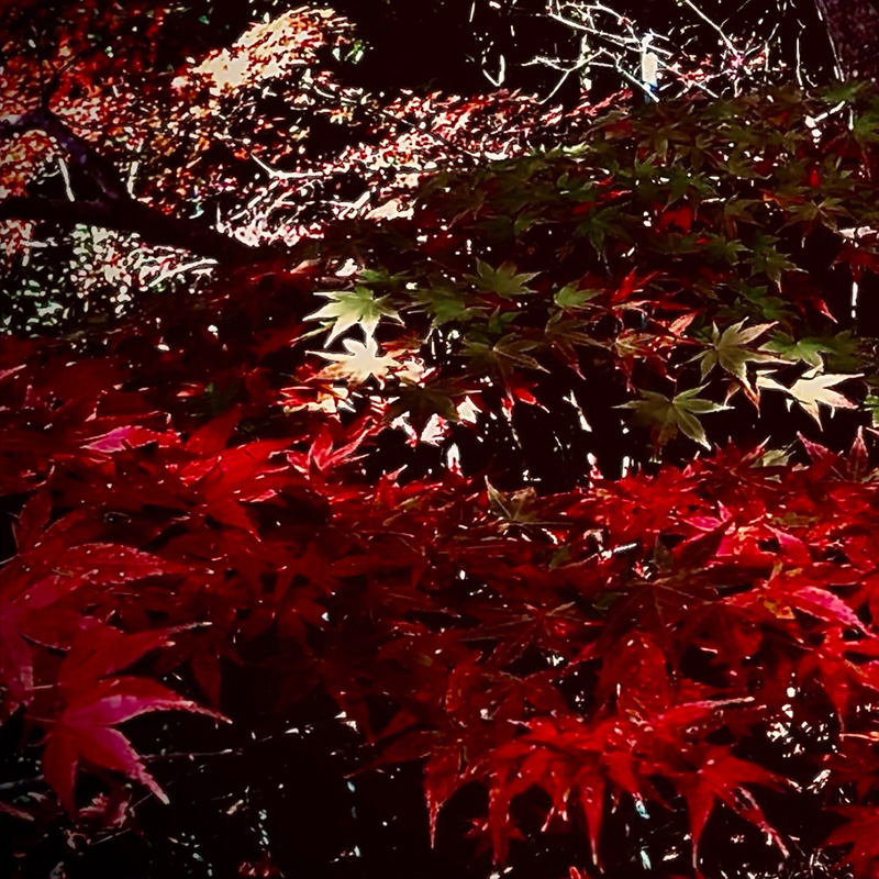 紅葉した紅葉
